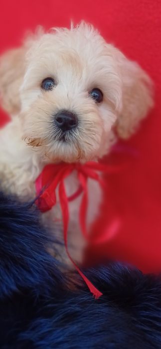 Красуня дівчинка -мальтіпу Ф1.