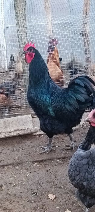 Продам молодого півня породи Ддерсійський гігант