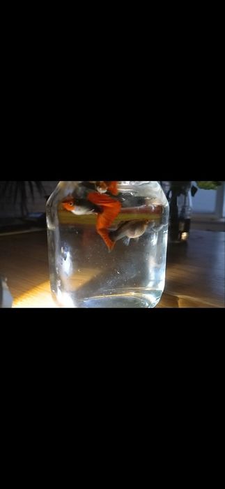 Продам красивых красно-черных гуппи