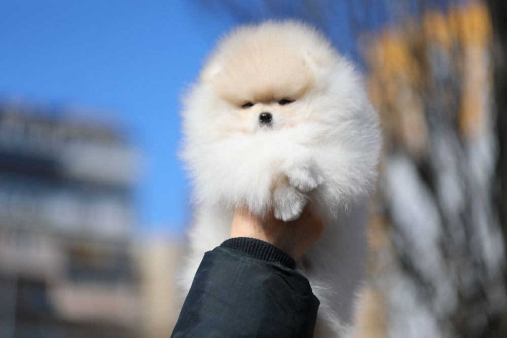 Неймовірні померанці