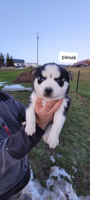 Zapowiedź Husky Siberian