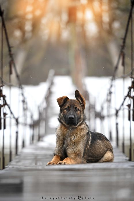 Хлопчик зонарного забарвлення робочого розведення
