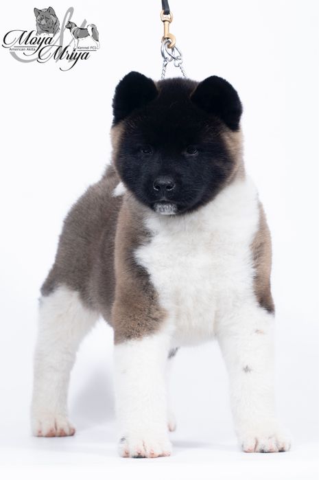 Американська акіта / американская акита / american akita