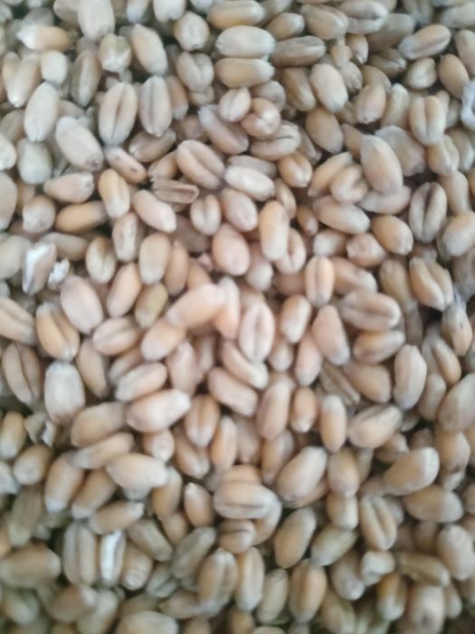 Pszenica ozima zimowa RGT BILANZ po centrali