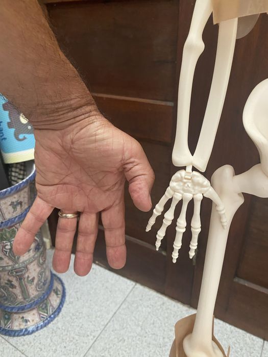 Esqueleto Corpo Humano ( completissimo)