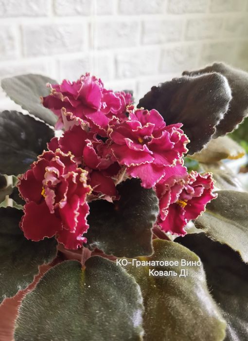 Фіалки сортові розпродаж