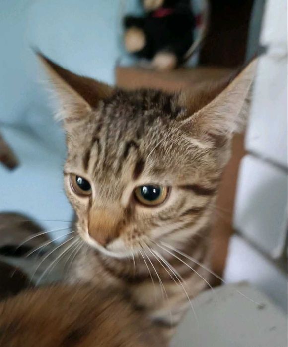 Бенгальская кошечка продается