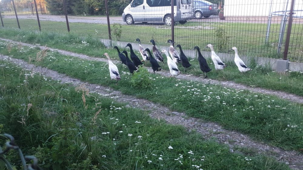 Kaczory biegusy srebrny  szmaragdowy i dziki.