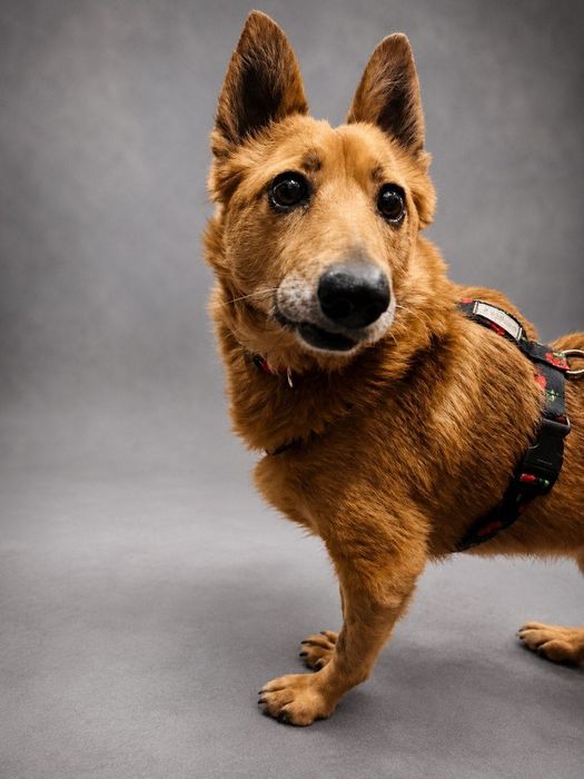 Fenomenalny Cooper do adopcji!