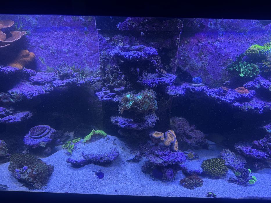 Akwarium morskie 150x50x50cm