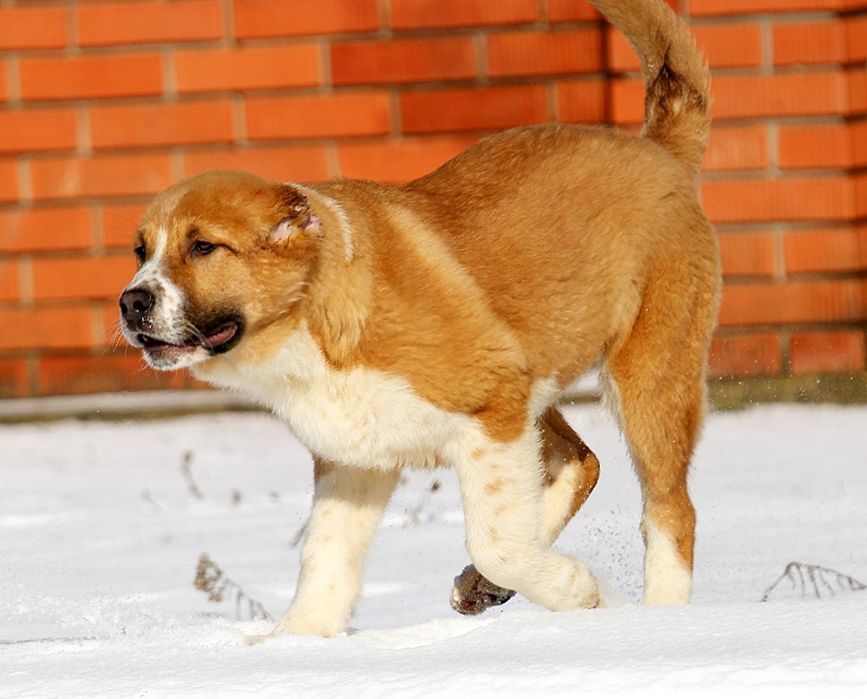 Короткошерстний  хлопчик  КВ.