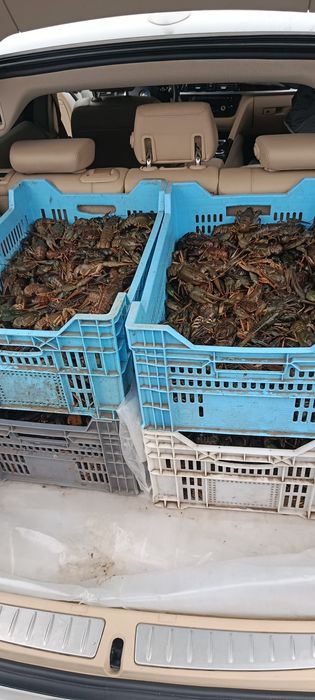 Продам живі та свіжі раки
