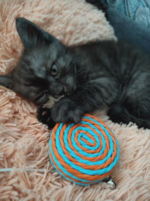 Шотландський прямовухий котик готовий до переїзду