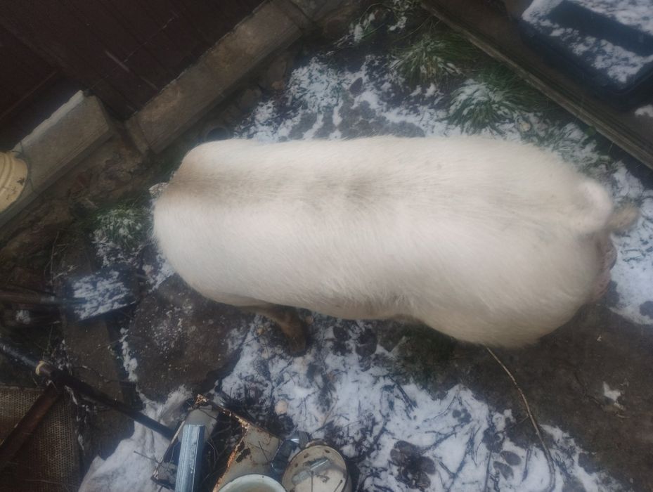 Продам кнура Біла велика