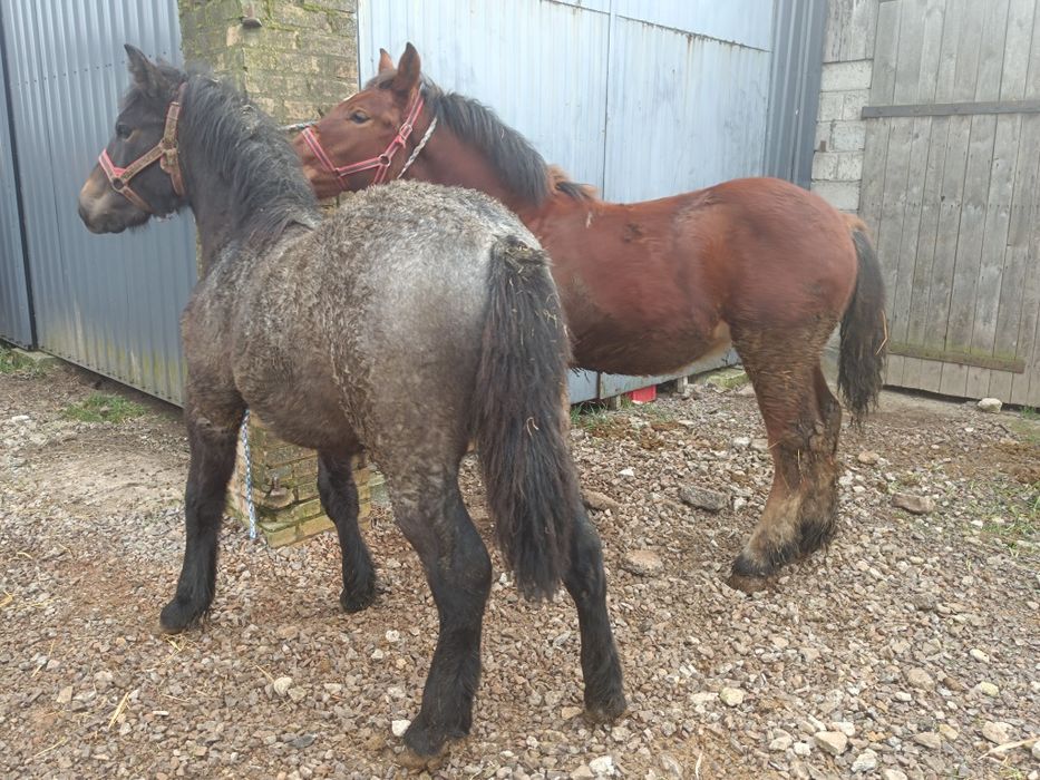 Ogierki gniady i siwy