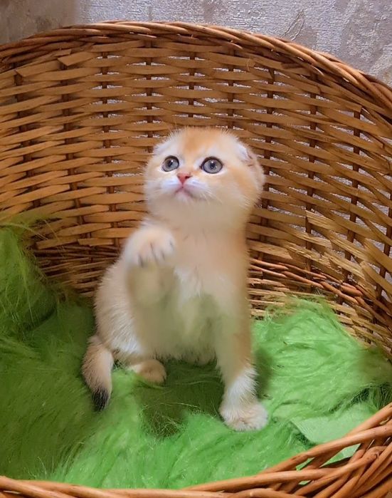 Золотая шиншилла Девочка и Мальчик