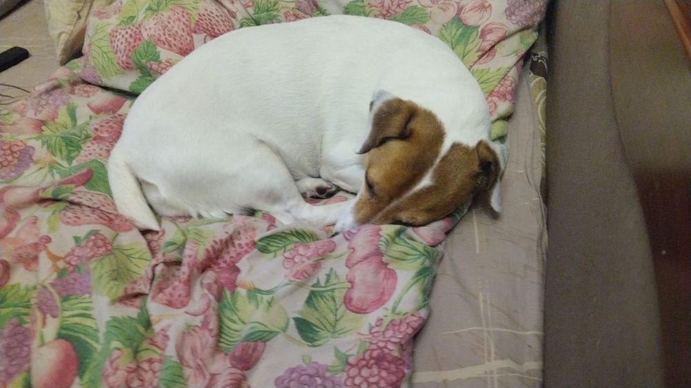 Джек Рассел безкоштовно