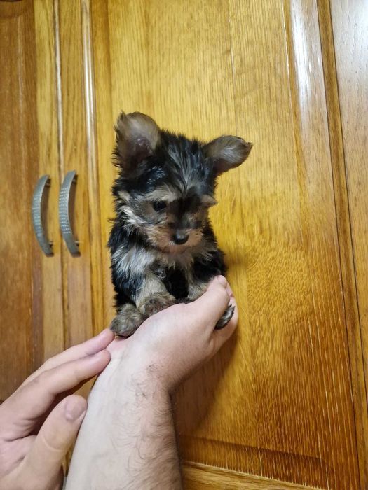 Yorkshire terrier Miniatura