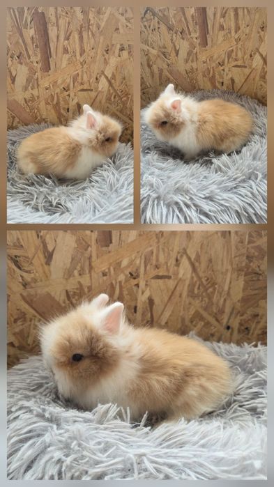 Karzełki Teddy Mini