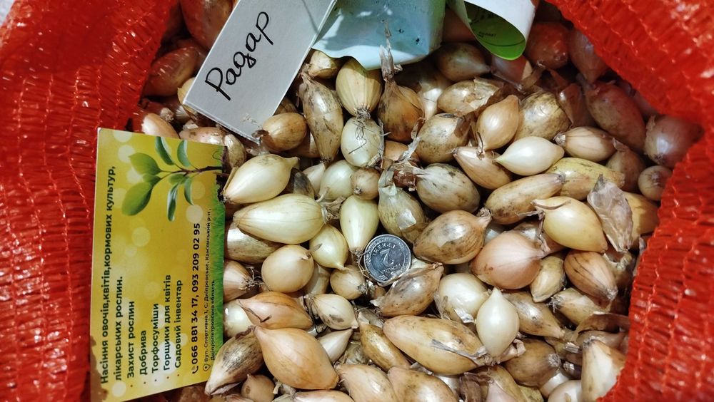 Радар Стурон Геркулес Штуттгартен  Посадков цибуля сівок Озима насіння