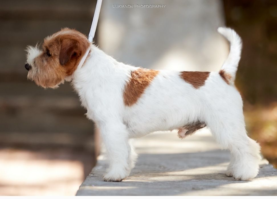 Хлопчик ДРТ для в'язки