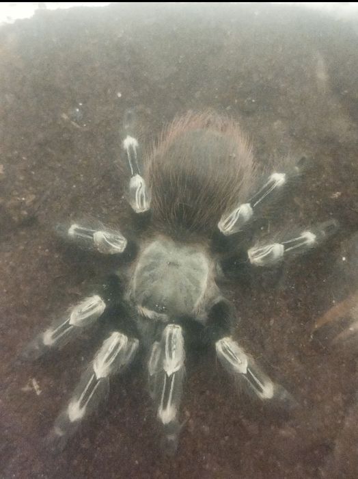 Ptasznik Nchadu Chromatus