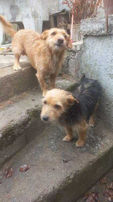 Dois cães e uma gata para doar