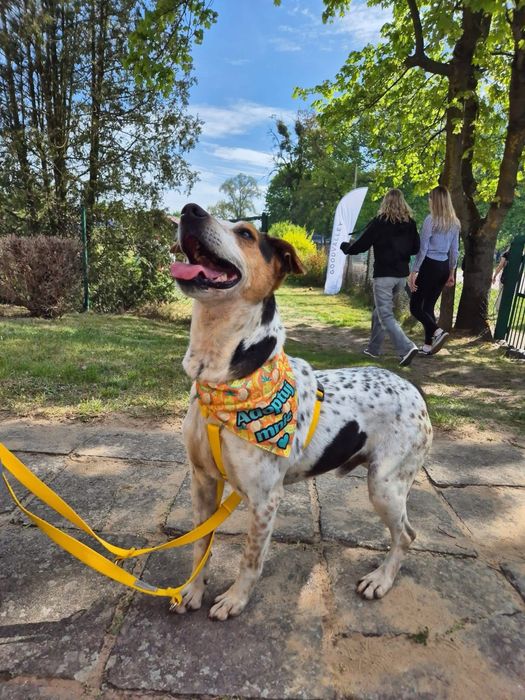 Hortex-psiak o wyjatkowym umaszczeniu szuka domu!