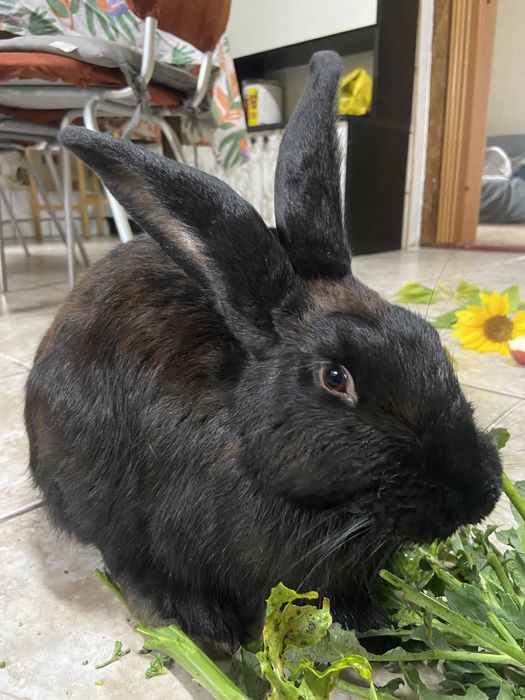 Króliczki do adopcji