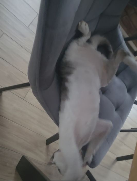 Devon rex najsłodsza kotka