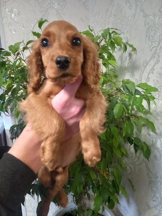 Очень милый парень спаниель