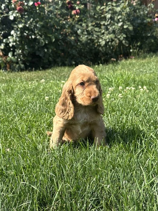 Szczeniak Cocker Spaniel Angielski - Chłopiec