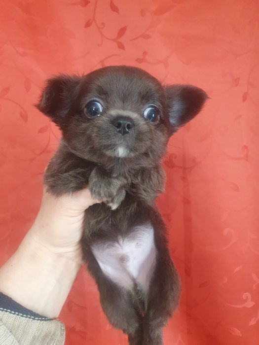 Голубой мальчик чихуахуа