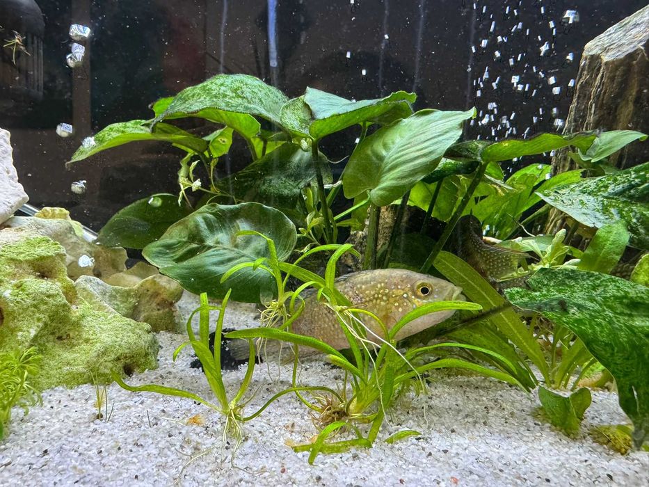 Akwarium z szafka .żywe