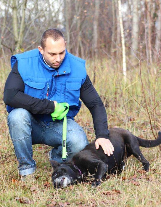 Wesoły, bezproblemowy Lizak szuka domu