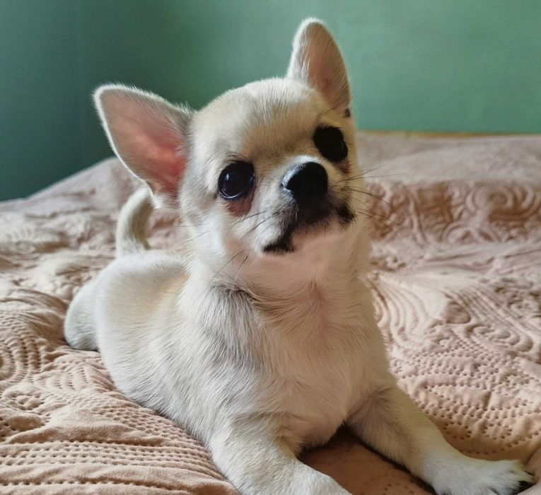 Chihuahua maleńki piesek krótkowłosy