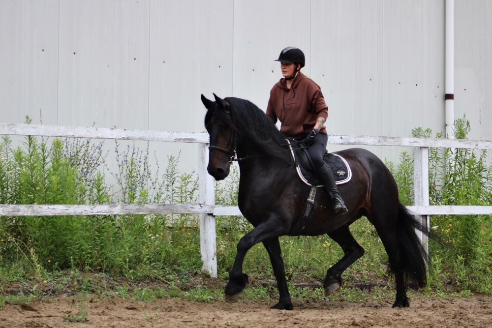 Raven klacz SP 11 lat