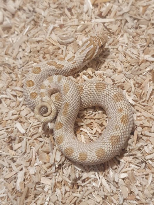 Heterodony zachodnie samczyki heterodon