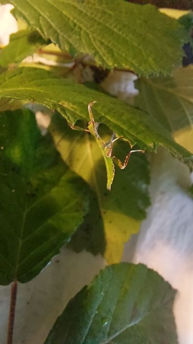 Filhotes de insecto folha