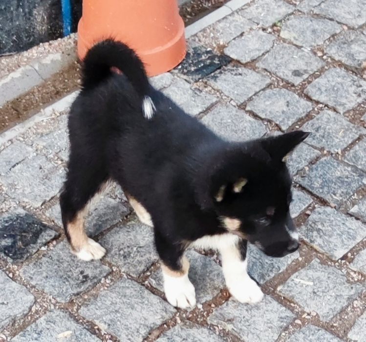 Знайомимося! Маю акітят