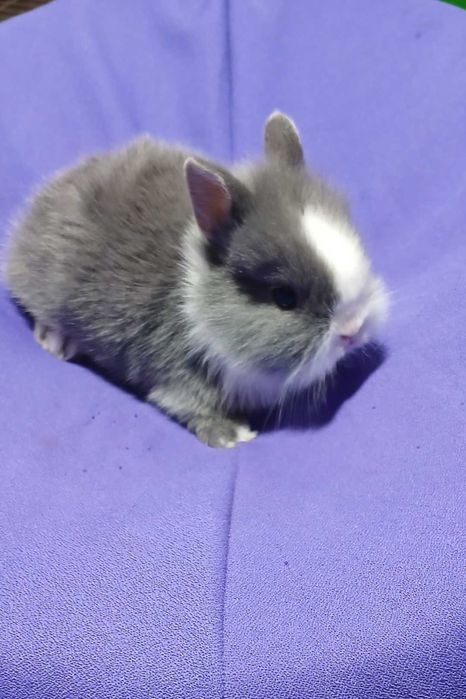 Декоративний кролик,  карликовий кролик