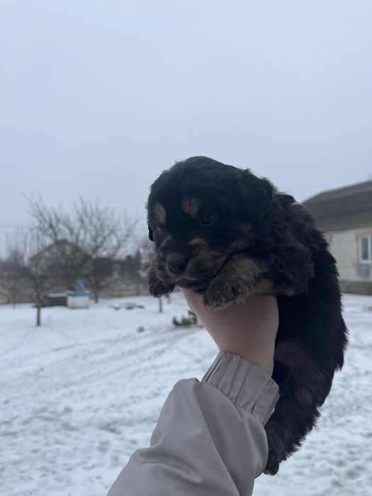 Маленькі цуценята