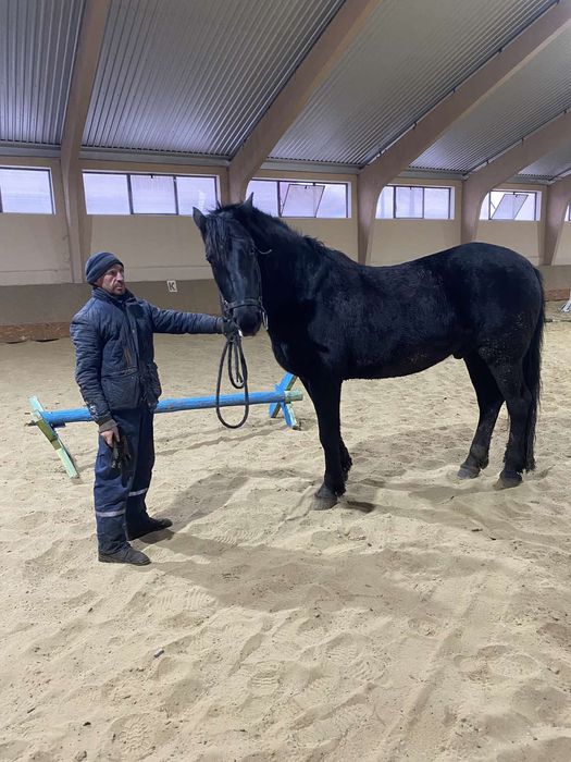 Продам коня мерен