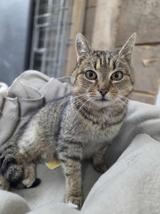 Czy ktoś pokocha Elę ? Cudowna kotka do adopcji