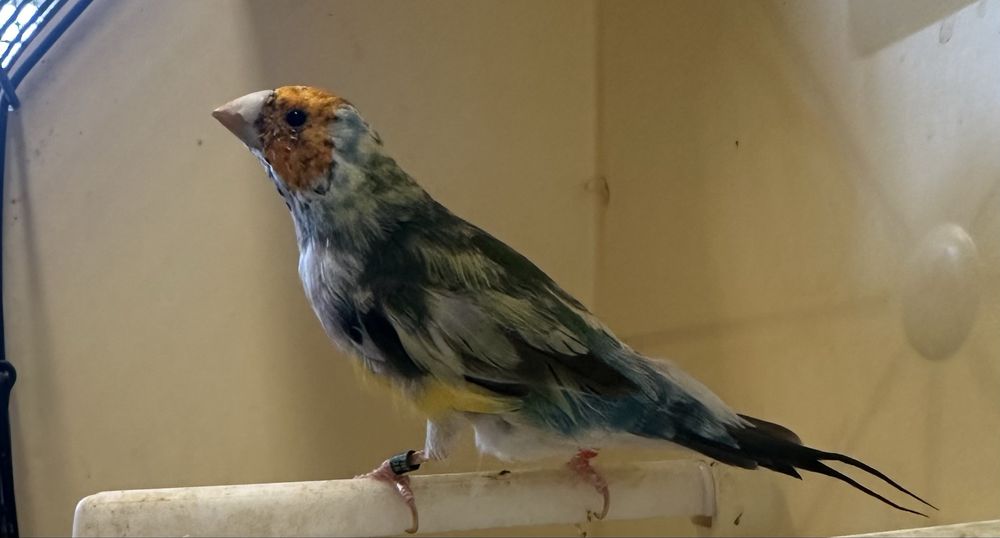 Diamante de gould