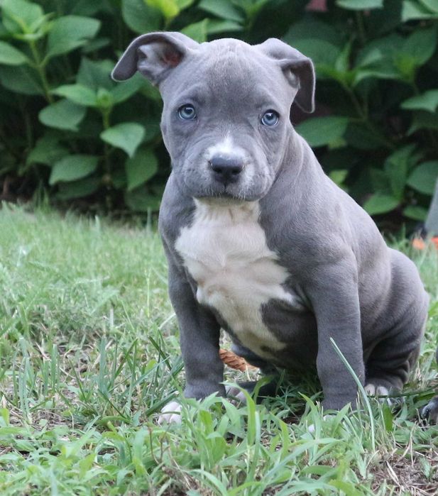 Amstaff American Staffordshire Terrier Amstaf BLUE błękitna