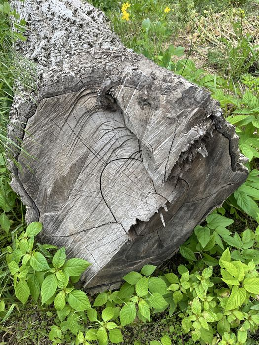 Kłoda orzecha włoskiego