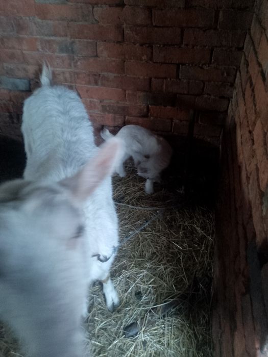 Продам козу другий окіт розкотилася 16 квітня. Спокійна гарно посеця