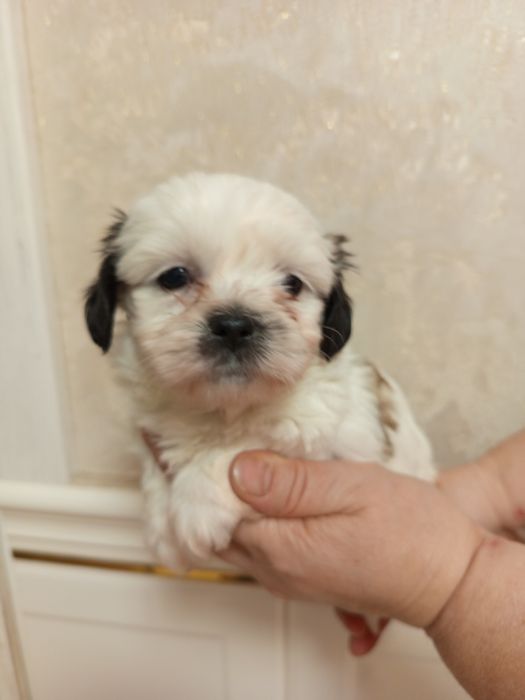 Shih tzu suczka szczenie