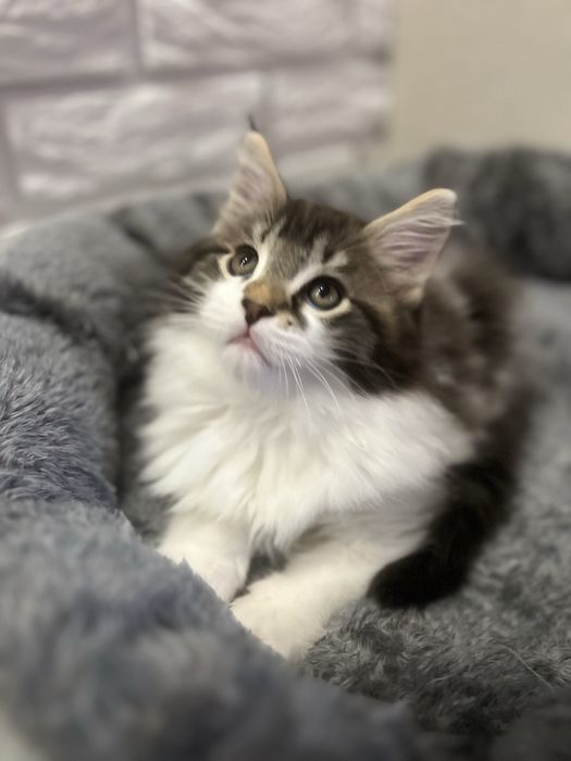 Хлопчик Мейн кун